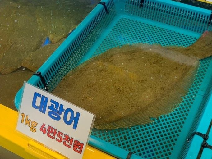 대광어