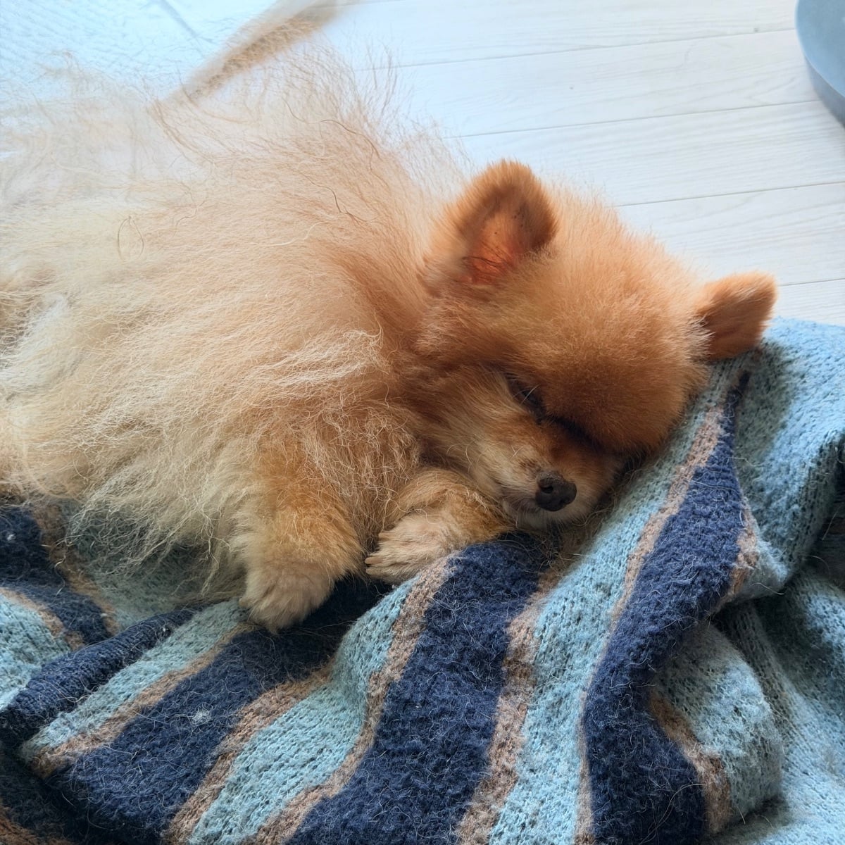 스카이